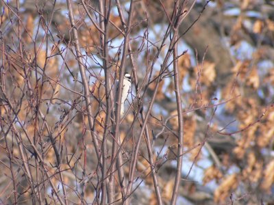 Downy woodpecker in branches