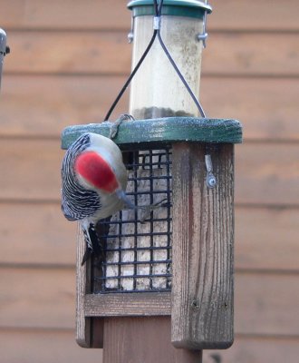 Red bellied woodpecker 2