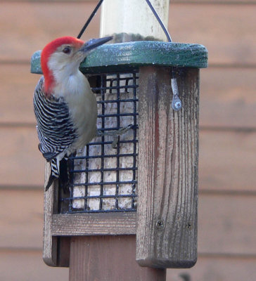Red bellied woodpecker 3
