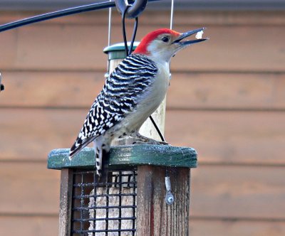 Red bellied woodpecker 5