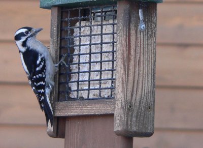 Downy woodpecker 2