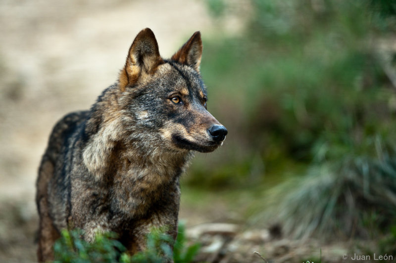 Lobo