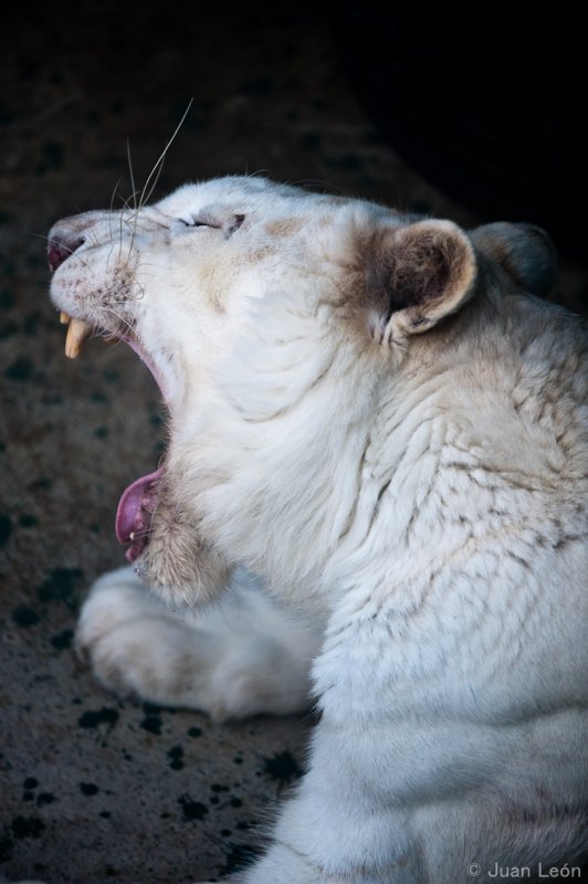 Tigre blanco