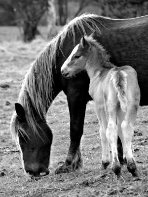 cavalls_b&w