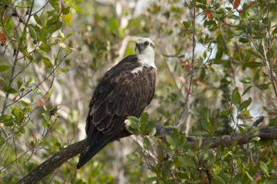 Osprey