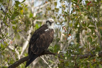 Osprey