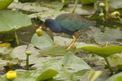 gallinules