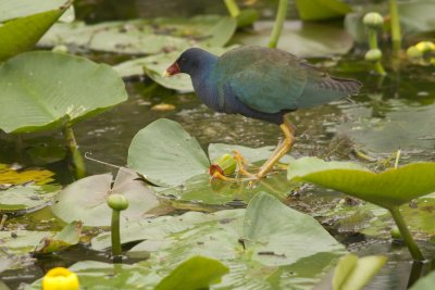 gallinules