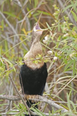 Anhinga