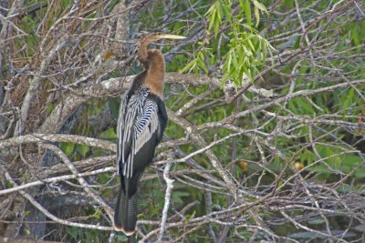 Anhinga