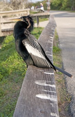 Anhinga