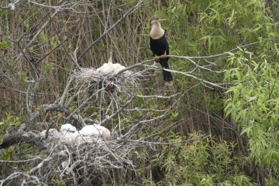Anhinga
