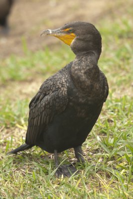Double-crested Cormorant