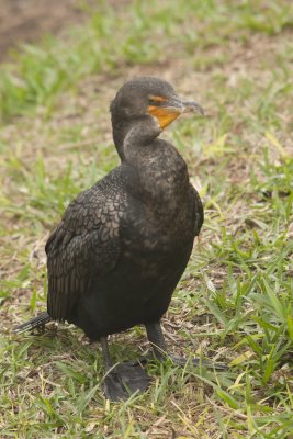 Double-crested Cormorant