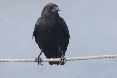 jays_crows