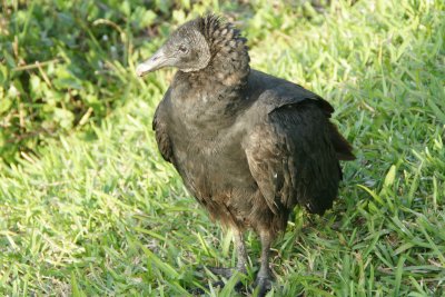Black Vulture