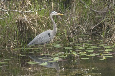 Great Blue Heron