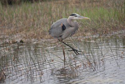 Great Blue Heron