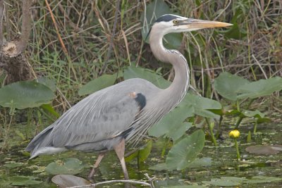 Great Blue Heron