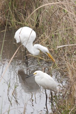 Egrets