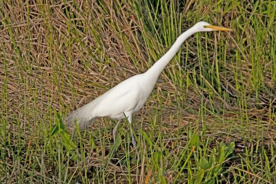 Great Egret
