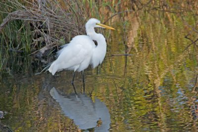 Great Egret