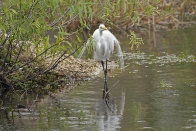 Great Egret