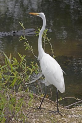 Great Egret