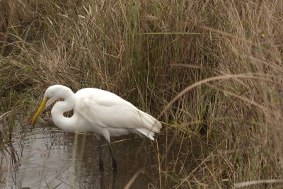 Great Egret