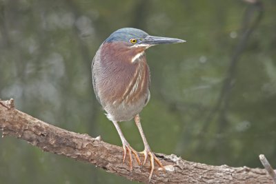 Green Heron