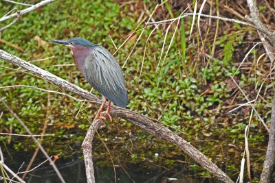 Green Heron
