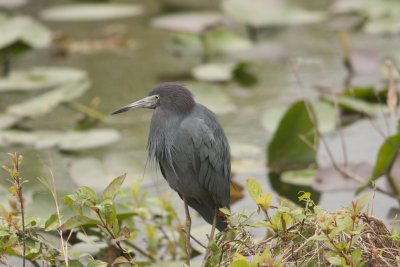 Little Blue Heron