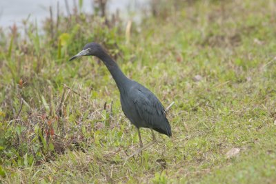 Little Blue Heron