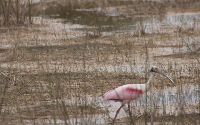 Roseate Spoonbill