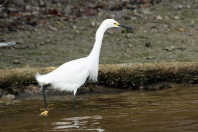 Snowy Egret