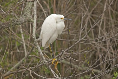 Snowy Egret