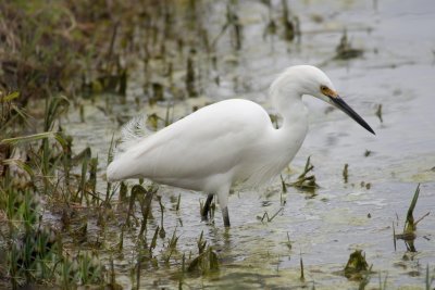 Snowy Egret