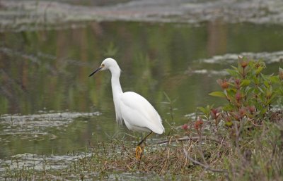 Snowy Egret
