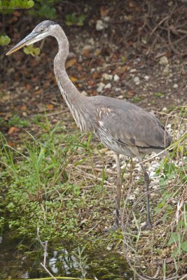 Tricolored Heron- Immature