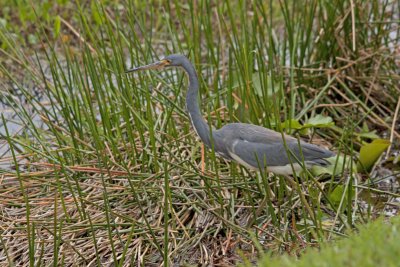 Tricolored Heron