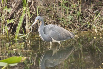 Tricolored Heron