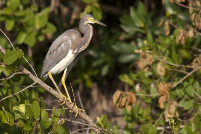 Tricolored Heron-Immature
