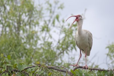 White Ibis