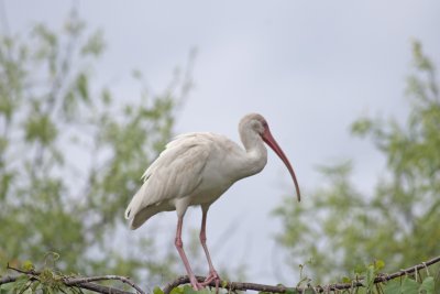 White Ibis