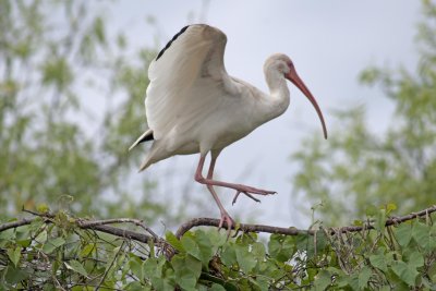 White Ibis