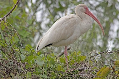 White Ibis