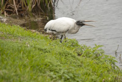 Wood Stork