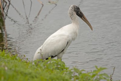 Wood Stork