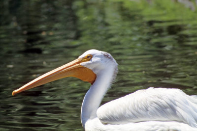 American White Pelican.jpg