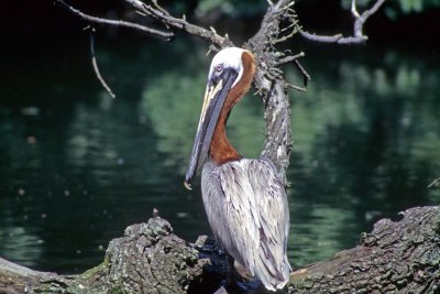 anhingas_cormorants_pelicans